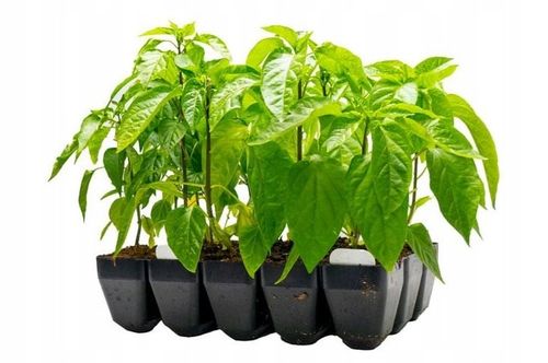 Wielodoniczka Containerwise 15L Pomidor Papryka jak P7 P9 GRUBA 35x21.5x9 na Arena.pl