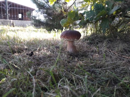 Grzybnia Borowik szlachetny + Kurka pieprznik na Arena.pl