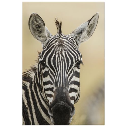 Obraz Na Ścianę 40X60 Zebra na Arena.pl