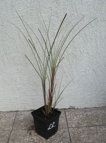 MISKANT CHIŃSKI Gracillimus - sadzonki w don. na Arena.pl