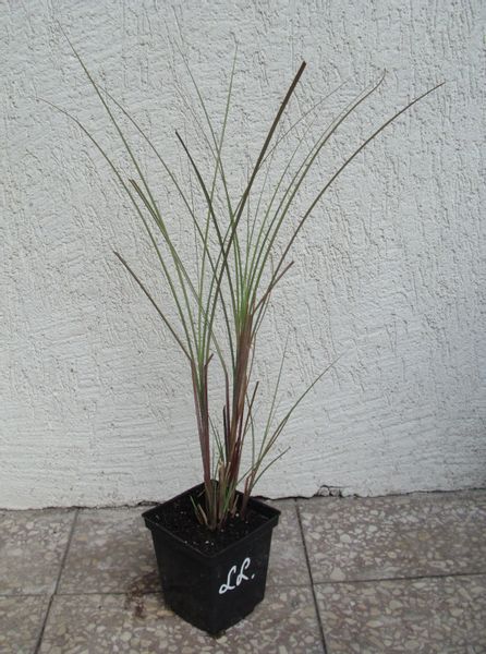 MISKANT CHIŃSKI Gracillimus - sadzonki w don. zdjęcie 3