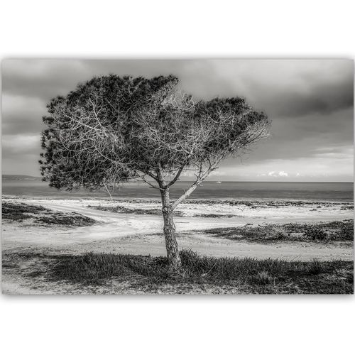 Deco Panel, Drzewo nad morzem 60x40 na Arena.pl