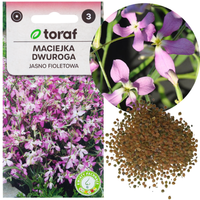 MACIEJKA DWUROGA ROŚLINA OZDOBNA PACHNĄCA NASIONA MACIEJKI 3G JEDNOROCZNA