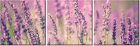 70 90CM OBRAZ 3 ELEM LAWENDA ŚCIENNY DRUK PŁÓTNO