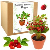 ZESTAW DO UPRAWY POZIOMKA DOMOWA RUGIA NASIONKA NA BALKON NASIONA SŁODKA