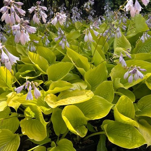 Hosta 'Sum and Substance' (Hosta) Złote liście Doniczka 2.5L na Arena.pl
