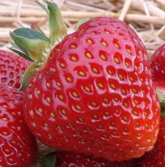 SADZONKI TRUSKAWEK TRUSKAWKA TRUSKAWKI DONICZKOWANA HONEOYE wczesna na Arena.pl