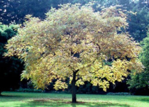 MYDLENIEC WIECHOWATY Koelreuteria paniculata NASIONA 170 sztuk - 10g. na Arena.pl