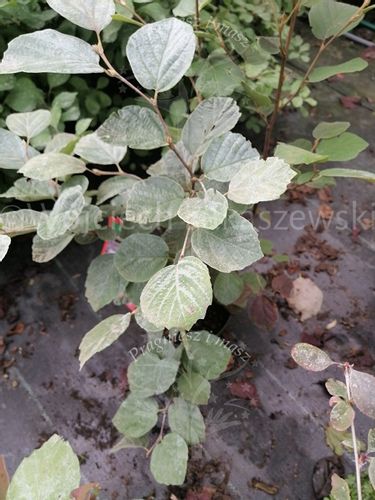 Fotergilla Blue Shadow rzadko spotykana odmiana na Arena.pl