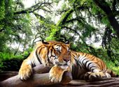 FOTOTAPETA NATURA LAS DŻUNGLA TYGRYS