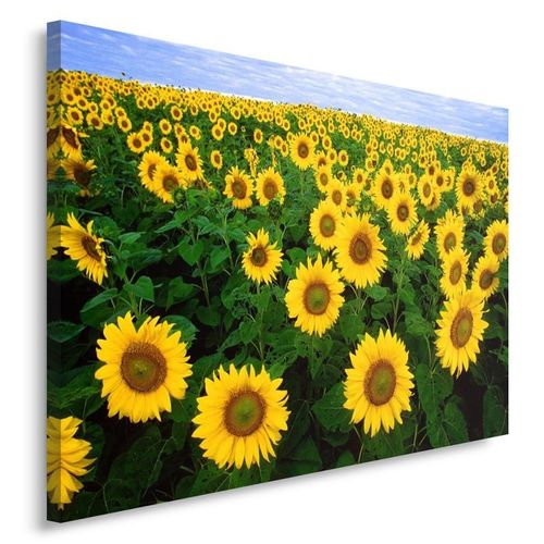 Obraz na płótnie - Canvas, Pole słoneczników 40x30 na Arena.pl