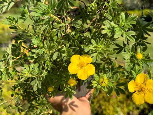 Pięciornik krzewiasty 'Goldfinger' Żółty (Potentilla fruticosa) Poj. 2.0L na Arena.pl