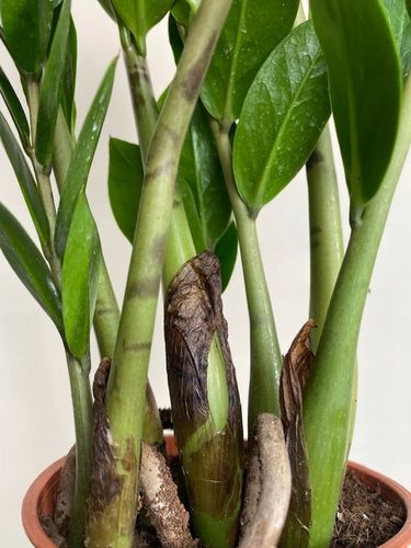 Zamiokulkas prosta w uprawie Zamikulkas 30cm na Arena.pl