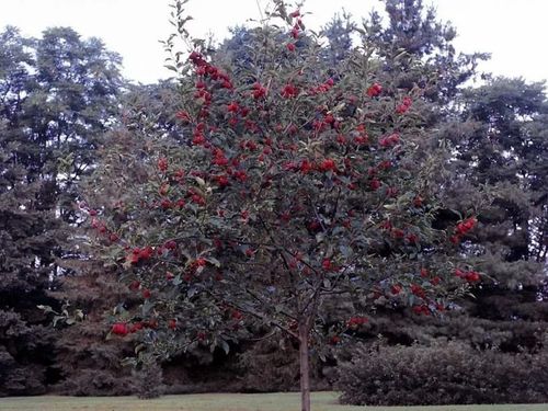 JABŁOŃ RAJSKA OZDOBNA SZCZEPIONA DOOLGO - sadzonki 120 / 140 cm na Arena.pl