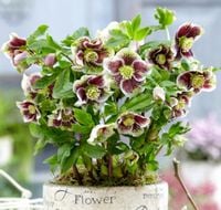 CIEMIERNIK WSCHODNI PRETTY ELLEN SPOTTED - sadzonki w doniczkach