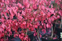 Trzmielina oskrzydlona Little Moses - Euonymus alatus