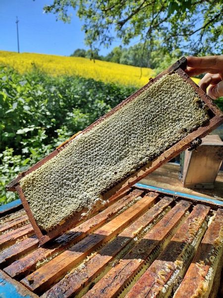 WYPRZEDAŻ Miód rzepakowy 1,25 kg 2023 zdjęcie 4