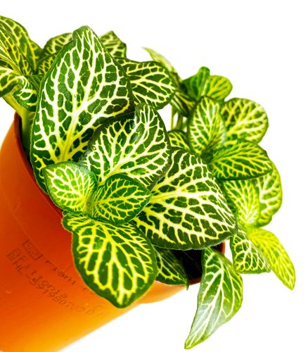 FITTONIA Mont Blanc 12cm na Arena.pl