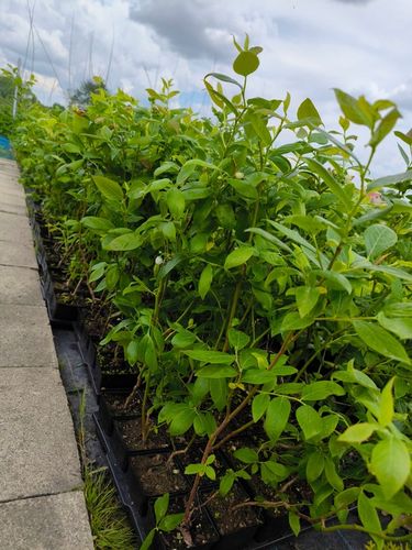 Borówka Amerykańska x6 Najlepiej owocujący zestaw na Arena.pl