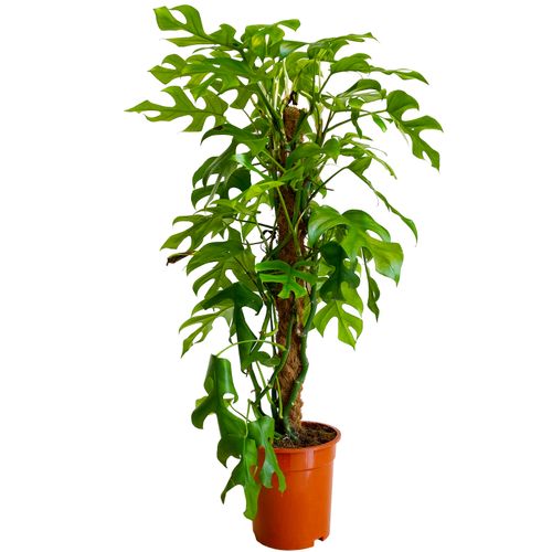 FILODENDRON MINIMA 90cm na Arena.pl