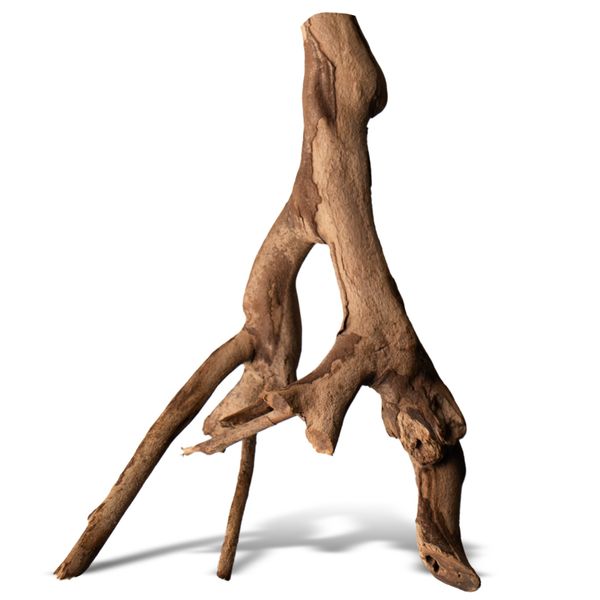 Rhizophora mangle "the Red Mangrove" - korzeń XS zdjęcie 1