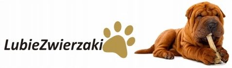 Mokra karma baton dla psa HACZI 95% mięsa wołowina indyk warzywa 20x450g na Arena.pl