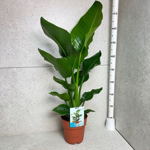 Strelitzia Nicolai Strelicja Biała Rajski Ptak XL na Arena.pl