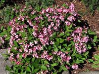 Krzewuszka cudowna PICCOLO Niewysoka Miniaturowa