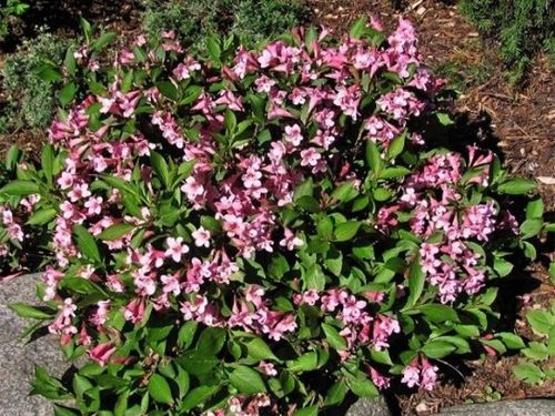 Krzewuszka cudowna PICCOLO Niewysoka Miniaturowa na Arena.pl