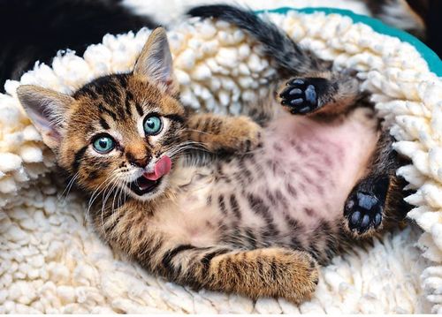 Trefl 1000 Elementów Wesoły kotek na Arena.pl