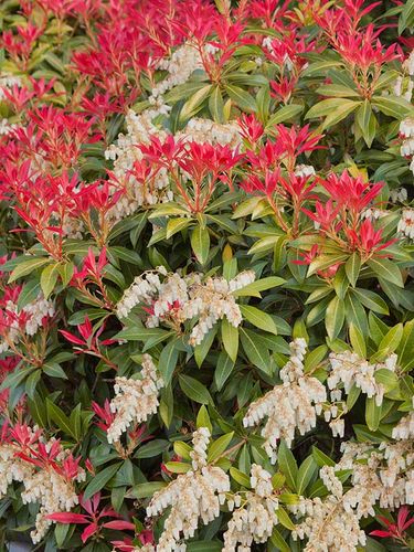 Pieris Mountain Fire P9 na Arena.pl
