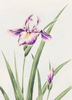 Plakat 13x18cm Hana–Strobel, Morikaga Japoński Vintage
