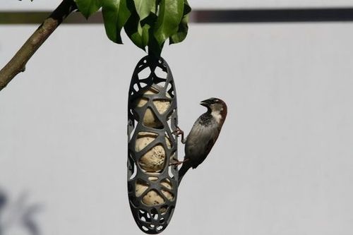 KARMNIK DLA PTAKÓW HELLO SAM SINGING FRIEND + KULE BILE TŁUSZCZOWE 15 na Arena.pl