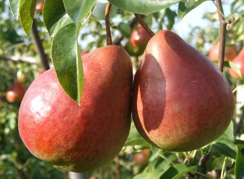 Nawóz Mikoryza Drzewa i Krzewy Owocowe Mycelium na Arena.pl