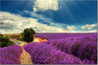 product-compare-58693994