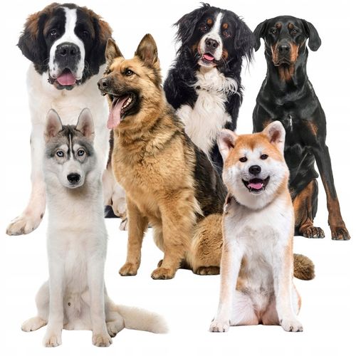 Mata Chłodząca dla Psa Kota Zwierząt Żelowa Składana Legowisko XXL 110x70cm na Arena.pl