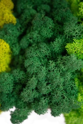 MECH + ODŻYWKA Chrobotek 500 0.5kg CZYSTY 3 KOLORY BOX + ODŻYWKA na Arena.pl