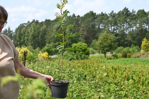 Jarząb pospolity - Sorbus aucuparia na Arena.pl