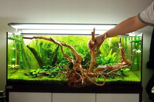 Korzeń Red Moor wood S ( na Arena.pl