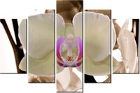 product-compare-58695386