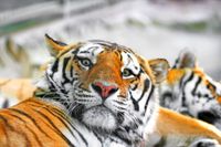 FOTOTAPETA NA WYMIAR ZWIERZĘTA TYGRYS 260x180