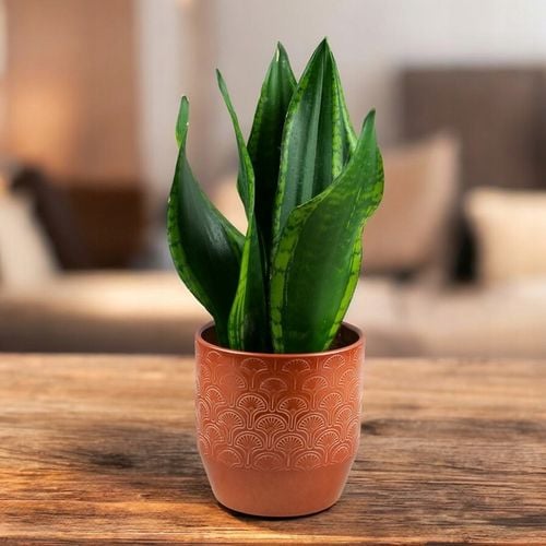 Kup Sansevieria trifasciata GREY STRIPE UNIKATOWA idealna rolina na  prezent na arena.pl i ciesz si nisk cen