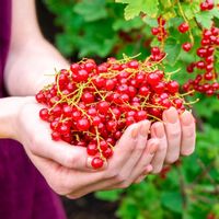 Porzeczka czerwona DETVAN Krzew Sadzonki w doniczkach