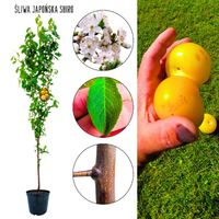 Śliwa Japońska Shiro złocisty kolor owoców 180-220 cm