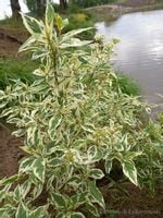 Dereń rozłogowy White Gold o żółtych pędach