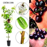 Czereśnia Czarna Późna mrozoodporna deserowa odmiana 180-220 cm