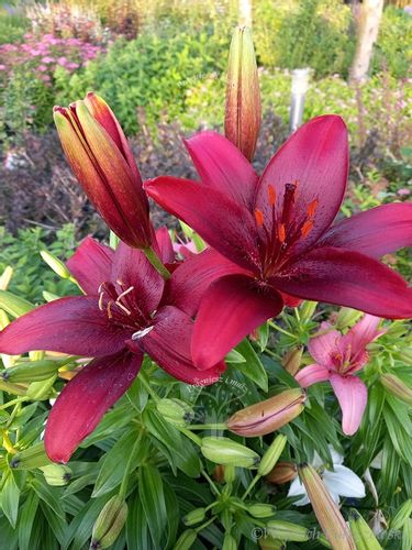 Lilia azjatycka Crimson Pixie na balkon i taras na Arena.pl