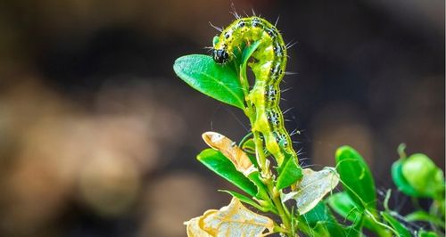 MOSPILAN 20 SP OWADOBÓJCZY NA STONKĘ I MSZYCE 40g na Arena.pl