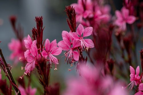Gaura Lindheimera Baby Butterfly® Dark Pink - Gaura lindheimeri na Arena.pl