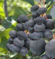 ŚWIDOŚLIWA OLCHOLISTNA Honeywood - sadzonki w don.